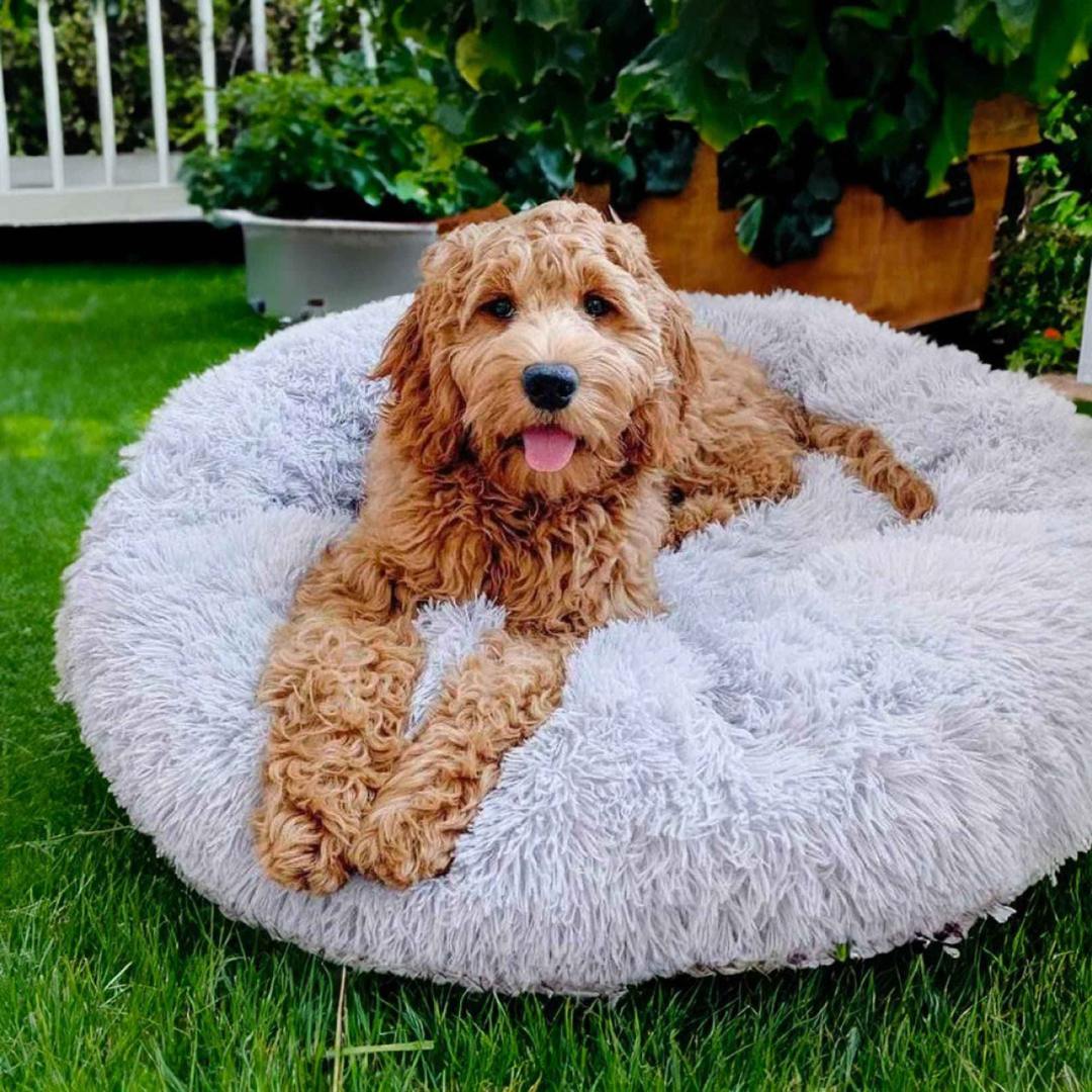 Cozy Comfort Bed – All-Season Comfort for Dogs & Cats