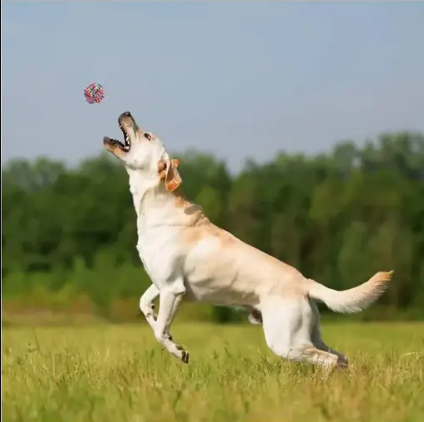 Unique Chew Toys for Dogs